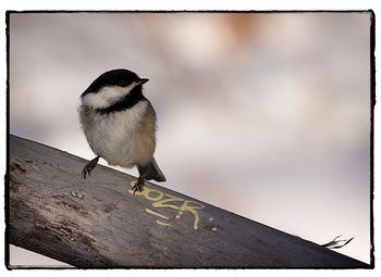 Close-up of bird perching on wood against sky