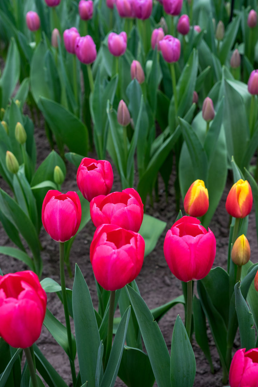 CLOSE-UP OF RED TULIPS IN BLOOM
