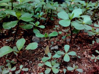 High angle view of small plant