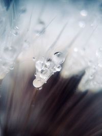 Close-up of water drop on dandelion