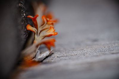 Close-up of crab on wood