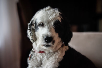 Close-up portrait of dog at home