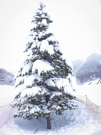 Trees on snow covered landscape against sky