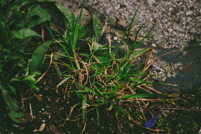 High angle view of plants growing on field