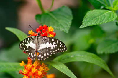 Close-up of butterfly pollinating on flower