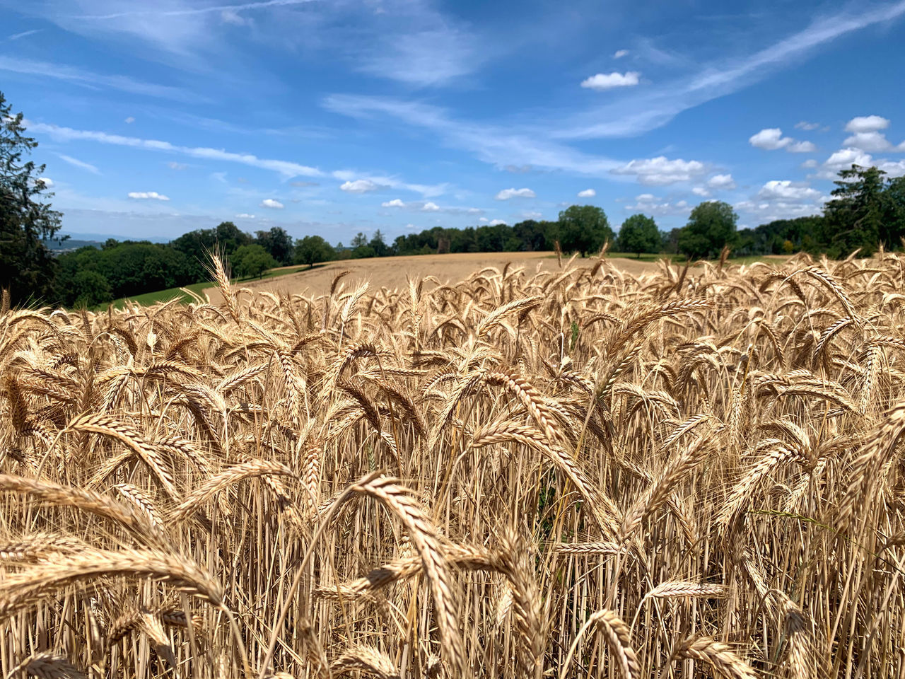 VIEW OF FIELD AGAINST SKY