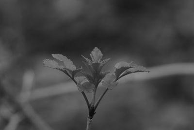 Close-up of plant