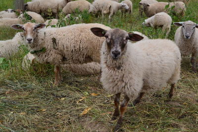 Sheep standing in a field