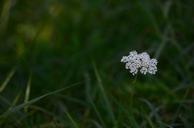 Close-up of flowering plant on field