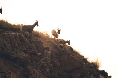 Sheep standing on rock against clear sky