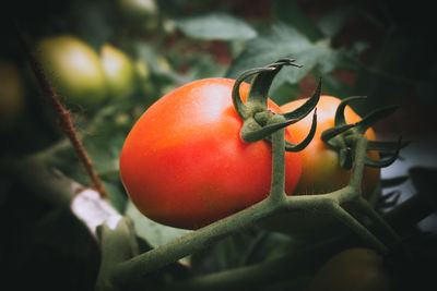 Close-up of strawberry on plant