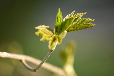 Close-up of plant growing outdoors