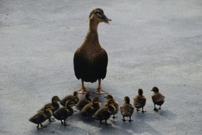 Close-up of birds in water