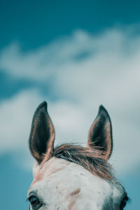 Cropped image of horse against sky