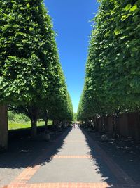 Empty road along trees in park