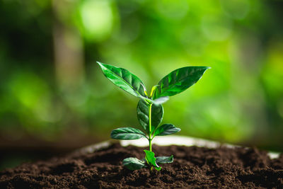 Close-up of sapling growing on land