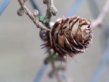 Close-up of dried plant against blurred background