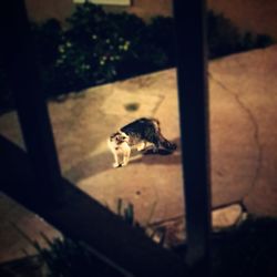 Close-up of cat