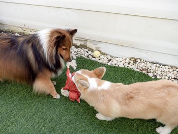 Shetland sheepdog playing with corgi dog puppy in the garden