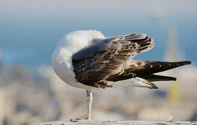 Close-up of seagull perching outdoors