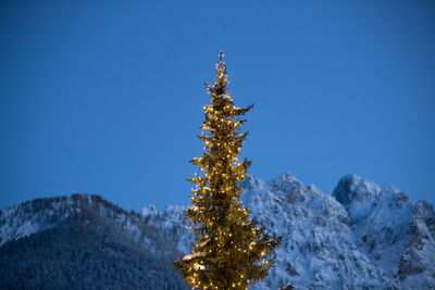 Christmas tree against clear sky during winter
