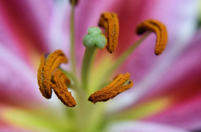 Close-up of pink lily blooming in park