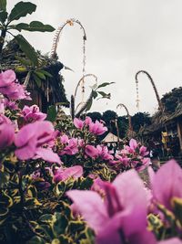 Close-up of pink flowering plants against sky