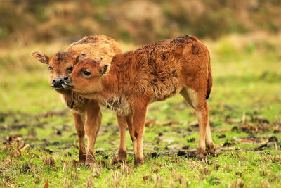 Calves playing with each other in the fields