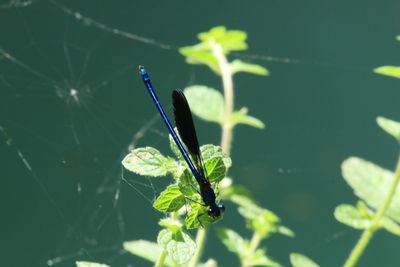 Close-up of plant and dragonfly 