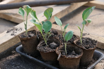 Close-up of small potted plant