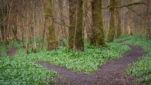 Trees growing in forest