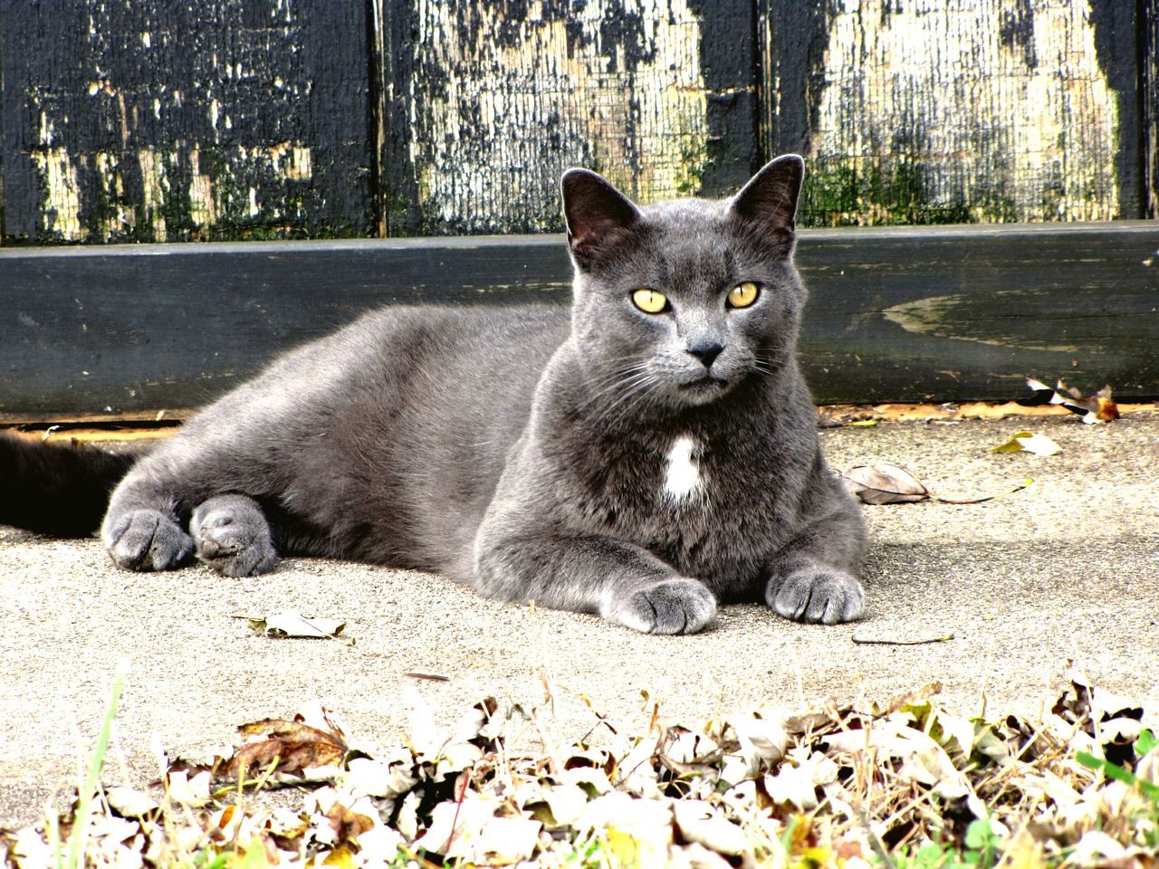 domestic cat, one animal, animal themes, cat, mammal, feline, pets, domestic animals, portrait, whisker, looking at camera, sitting, relaxation, outdoors, alertness, day, lying down, front view, full length