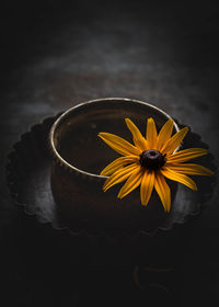 Close-up of yellow flower against black background