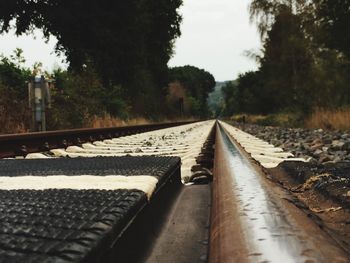 Surface level of railroad tracks against trees