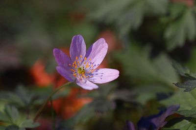 Close-up of pink flowering plant leaves