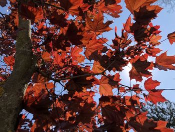 Low angle view of maple tree