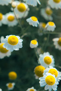 Close-up of yellow flowering plants on field