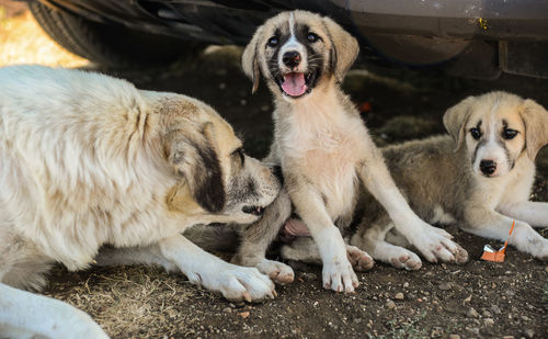 View of dogs