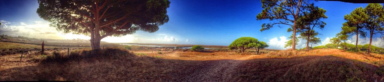 blue, tranquility, tranquil scene, tree, scenics, sky, beauty in nature, nature, landscape, sunlight, clear sky, idyllic, growth, non-urban scene, grass, remote, outdoors, shadow, panoramic, day