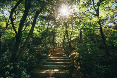 Low angle view of steps amidst trees in forest