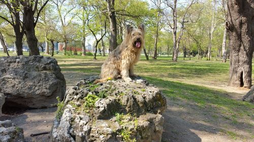 Trees and plants in park