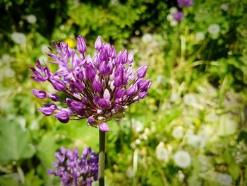 Close-up of purple flowers