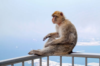 Monkey sitting on railing against sky