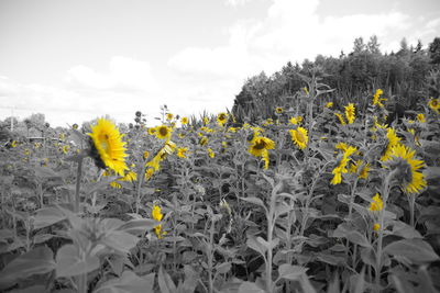 Close-up of yellow flowering plant on field