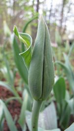 Close-up of flower bud