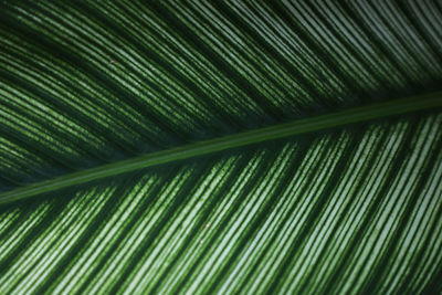 Full frame shot of palm leaves