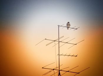 Low angle view of silhouette bird perching on power line