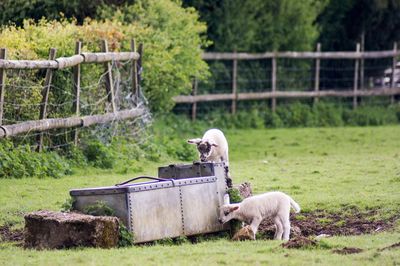 Sheep in a farm