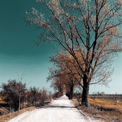 Road amidst bare trees on field against sky