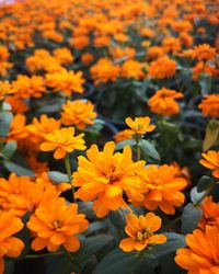 Close-up of yellow flowering plants